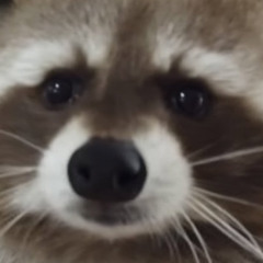 라쿤핑