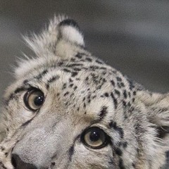 mafi