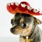 dog from Mexico