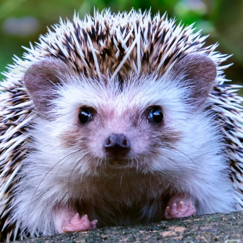 Stream Hedgehog Learning 101 by Hedgehog Learning Listen online for