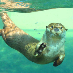 a river otter