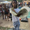 Joe pluggz