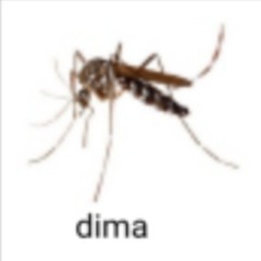 dima