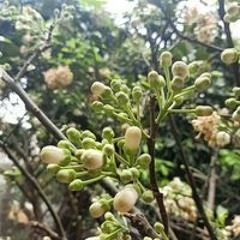 Thức Nguyễn Trí