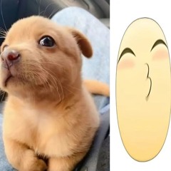 DMC_DOG
