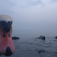 Le_Sarde