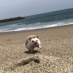 Hedgehog=D