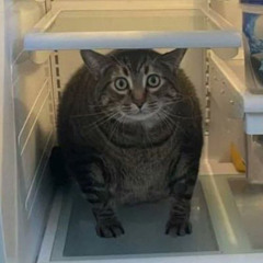 ダンボール