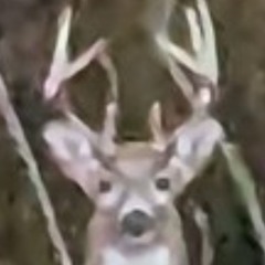 Buck