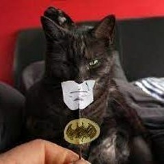 funky matchumpleki cat