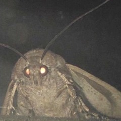 Y’all Got Any F*ckin Lamps?