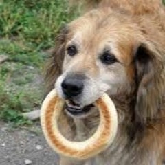 daveskillerbreadfan