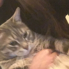 shi