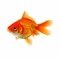 Gleamin Goldfish