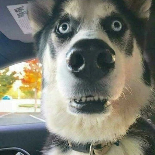 Vương Vấn - Hana Cẩm Tiên X Tvk「Min Remix」