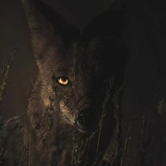 mofox117