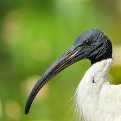 Communist_Bin_Shiken