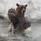 Grizzly