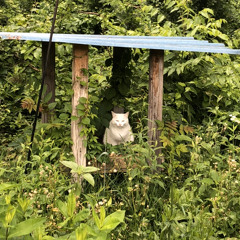 Experimental Pictures