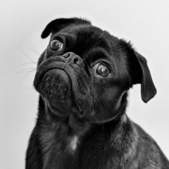 Bark