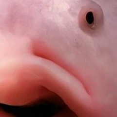 Bob le blob