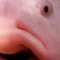 Bob le blob
