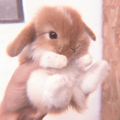 Dumb.Bunny