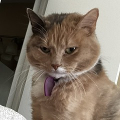 nat