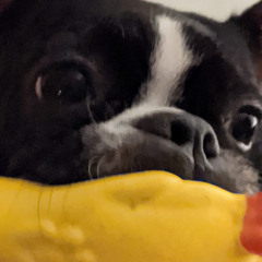 JulyBee
