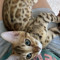 ю🐆