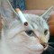 Gato do Lança