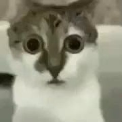 M1L4_XDDD