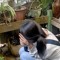 Thi Anh