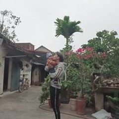 Đỗ Phi