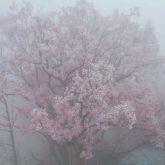 𝖘𝖆𝖐𝖚𝖗𝖆🌸