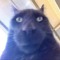 meow
