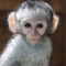 lil monkey gang