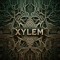 Xylem Psy