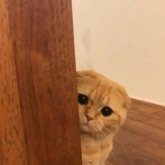 도비