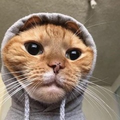 Potteh