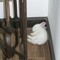 Bunny Dreams