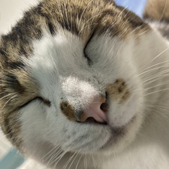 bnwb