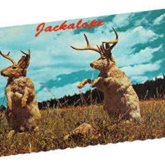 Los Jackalopes