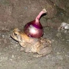 frogonion2