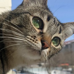 насупоня