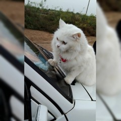 kiran Memon