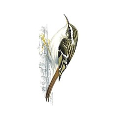 Treecreeper