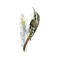 Treecreeper