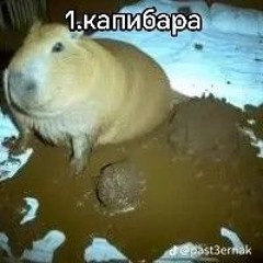 Капибара