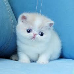 meow meow moo5e